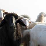 Il gregge � composto da quasi trecento animali